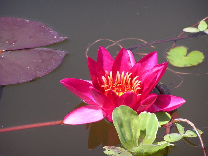 红水，睡莲，荷花，红睡莲，红睡莲，花，池塘，睡莲垫