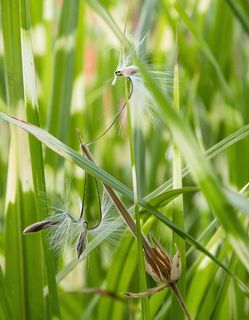 斑马草，草，植物，自然，夏天，植物，叶子，花园