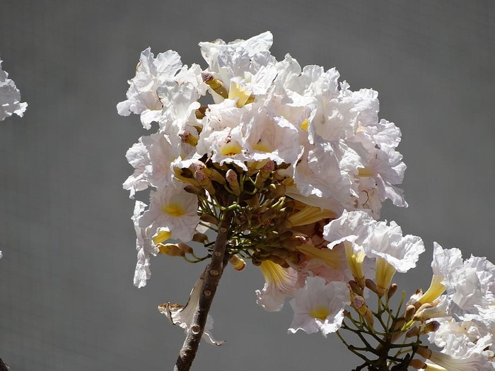 白花，白花，叶ê，花，ipe开花，春天，美丽，巴西塞拉多