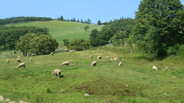 自然、草、干草地、夏天、植物、树木、绿色、牲畜