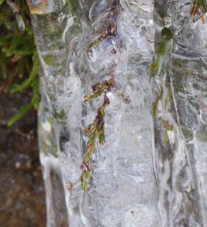 植物，卡住，陷阱，被困，冰柱，冻结，冻结，ze