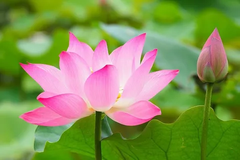 粉色,莲花,开花,关闭,照片,植物园,莲花,台北 粉色,莲花,开花,关闭,照片,植物园,莲花,台北