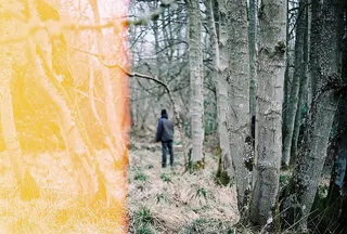 人，站立，枯萎，树木，旁边，植物，森林，木材