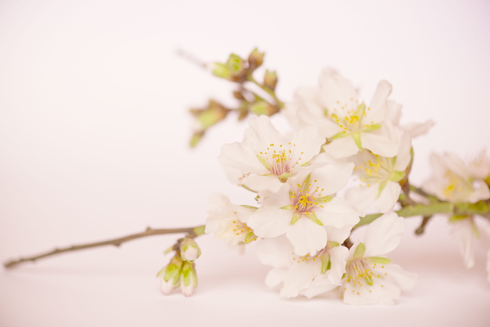 特写摄影，白色，花瓣花，背景，花，杏花，杏花，白色花