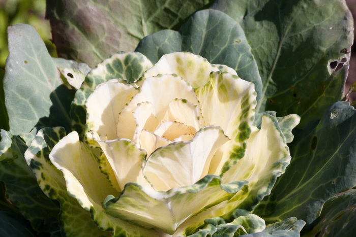观赏卷心菜，甘蓝，甘蓝绿，红豆，叶子，绿色，白色，蔬菜