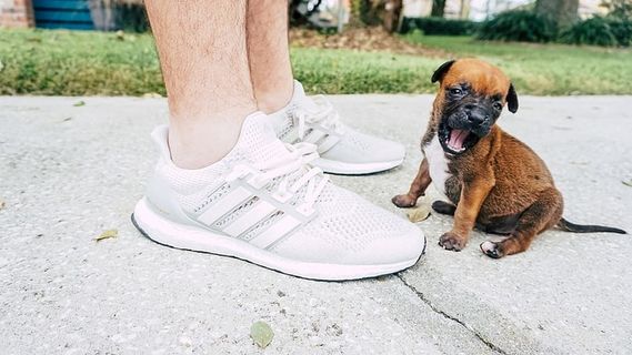 小狗，可爱，可爱，狗，鞋子，阿迪达斯，超级助推器，宝贝