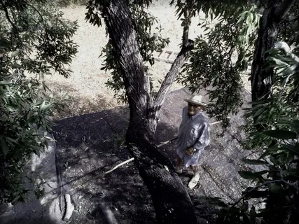 祖父, 树, 马洛卡, 杏仁, 海藻, 植物, 自然, 没有人