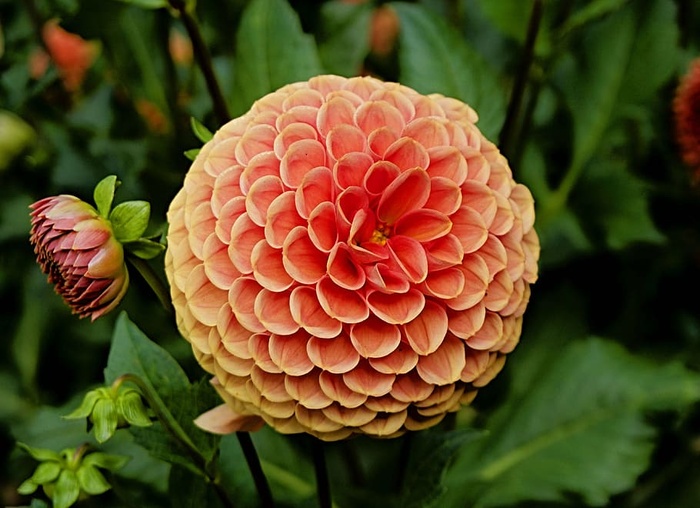 特写，大丽花，花，花园，自然，春天，植物，开花植物