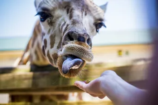 动物，野生动物，哺乳动物，长颈鹿，人，人，嘴唇，嘴