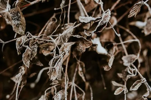 雪树特写 雪树特写