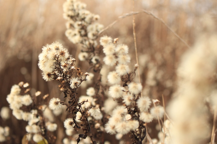 白色花瓣的选择性聚焦摄影