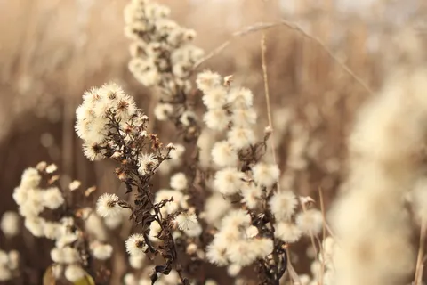 白色花瓣的选择性聚焦摄影