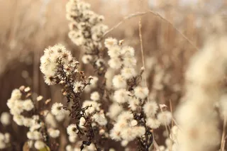 白色花瓣的选择性聚焦摄影