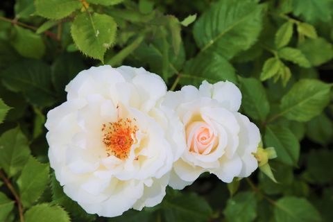 玫瑰，白玫瑰，玫瑰丛，红木，玫瑰园，自然，植物，白色