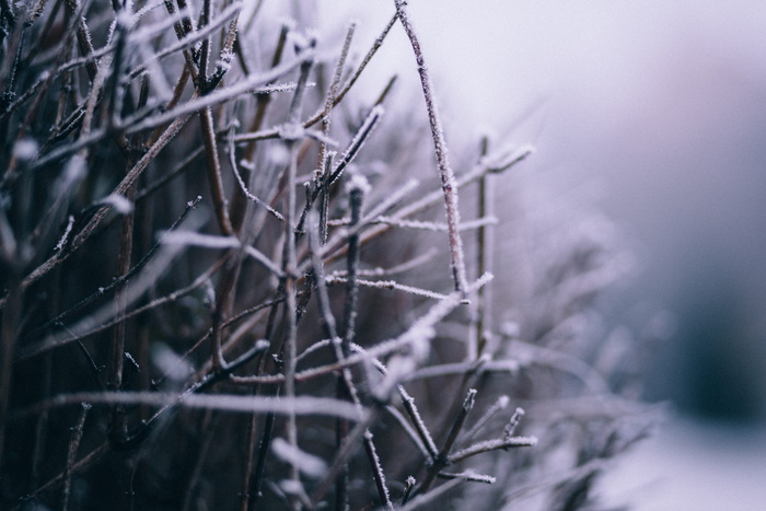 带雪树枝的微距摄影