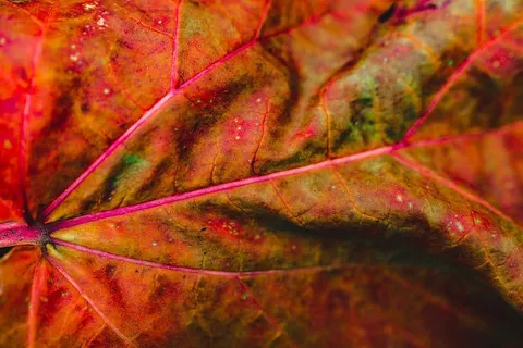 秋季细节 秋季细节