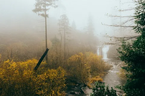 溪流，树木，身体，水，环绕，白天，瀑布，河流