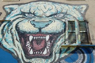 画在墙上和百叶窗上的一幅大型猫壁画。