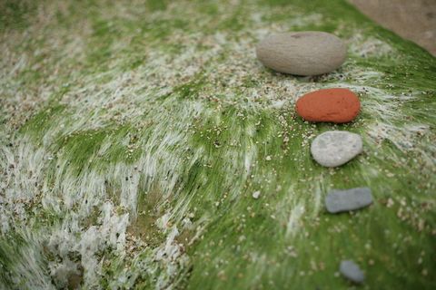 卵石、岩石、植物、苔藓、藻类、墙壁、化石、花朵
