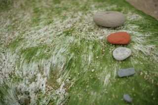 卵石、岩石、植物、苔藓、藻类、墙壁、化石、花朵