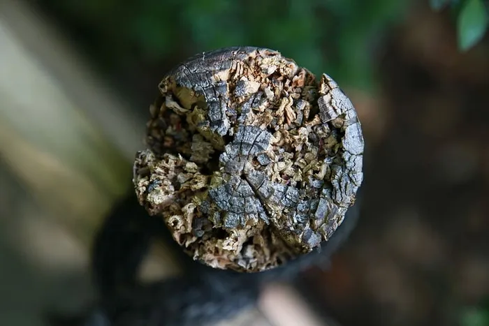 木材，一年生，分区，植物，原木，图案，一年生分区，纹理