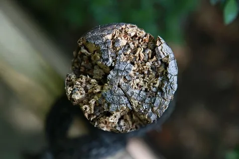 木材,一年生,分区,植物,原木,图案,一年生分区,纹理 木材,一年生,分区,植物,原木,图案,一年生分区,纹理