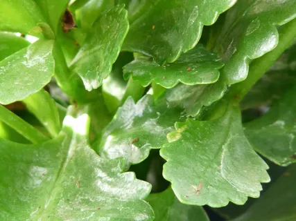 植物，kalanchoe blossfeldiana，叶子，绿色，肉质，kalanchoe globilifera，kalanchoe，厚板温室