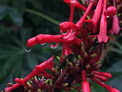 水滴,红色的花瓣,雨,红色的花,红色,花,自然,红色的花 水滴,红色的花瓣,雨,红色的花,红色,花,自然,红色的花