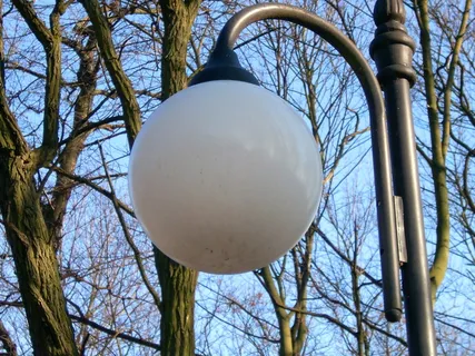 更换，灯，灯，照明，更换灯，裸树，树，悬挂