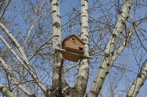 鸟舍，树，自然，低角度视图，植物，裸树，天空，树枝