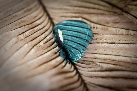 斯特劳斯春天，滴水，羽毛，关闭，宏观，背景，水滴，纹理