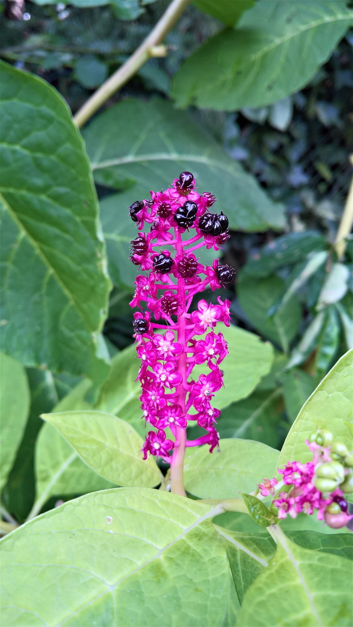 紫色，丛生花，特写摄影，植物，美洲商陆，亚洲观赏植物，药用植物，灌木