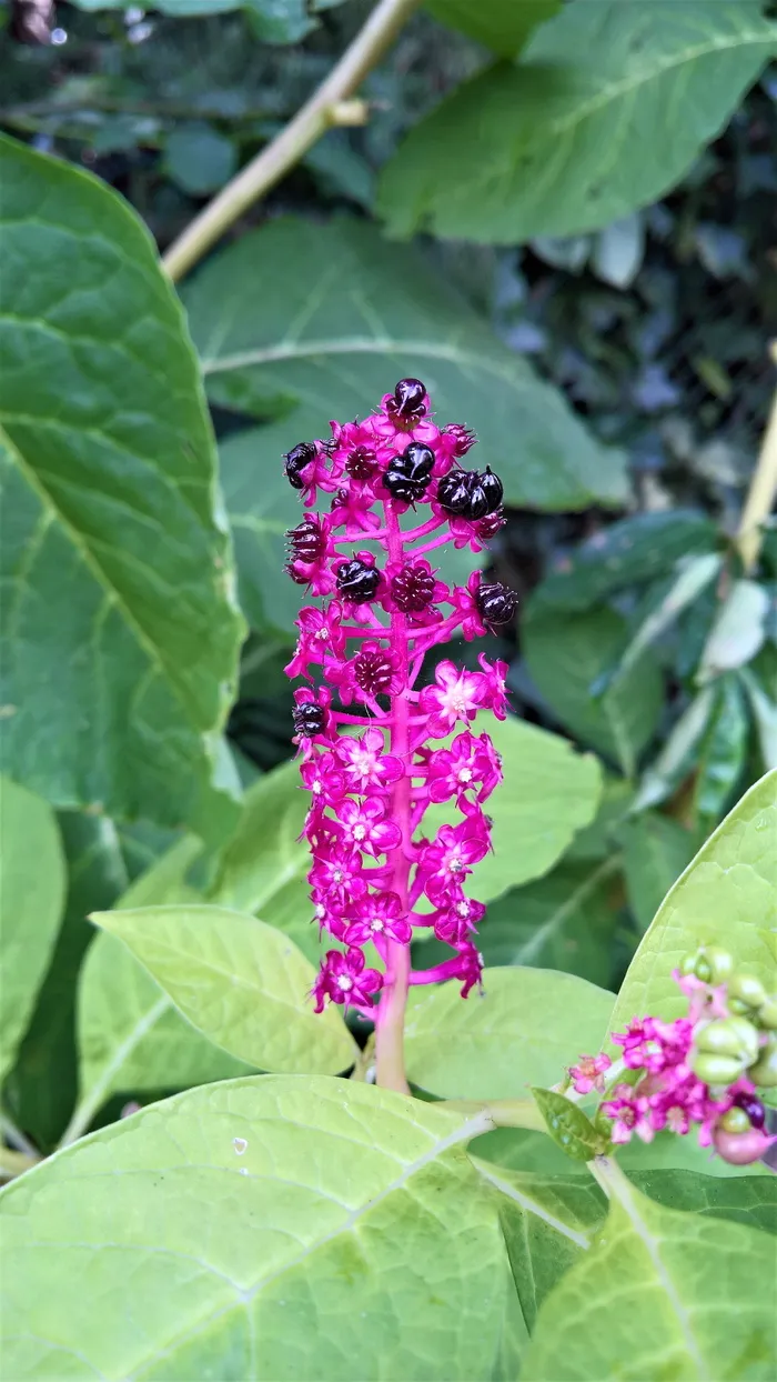 紫色，丛生花，特写摄影，植物，美洲商陆，亚洲观赏植物，药用植物，灌木