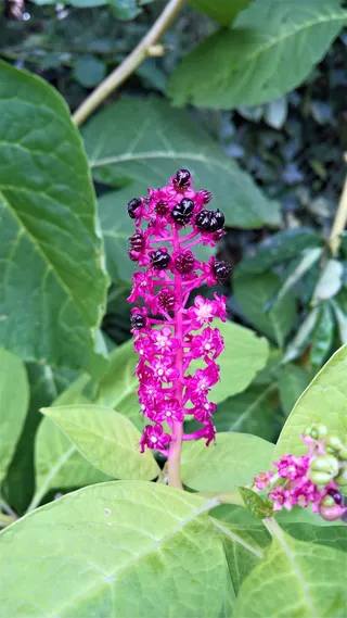 紫色，丛生花，特写摄影，植物，美洲商陆，亚洲观赏植物，药用植物，灌木