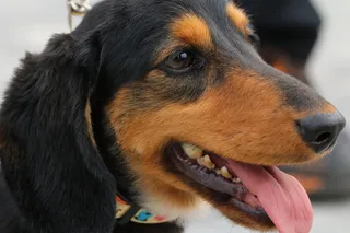 狗，小狗，宠物，散步，可爱，宠物狗，狗狗伴侣，雪