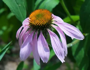 紫锥菊完全开放，紫锥菊，圆锥花，紫色，花，开花，开花，植物