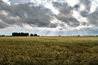 太阳，阳光，夏天，田野，波兰，天空，陆地，云天