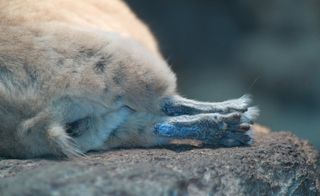 动物，动物，野生动物摄影，毛皮，毛发，毛皮，动物世界，哺乳动物