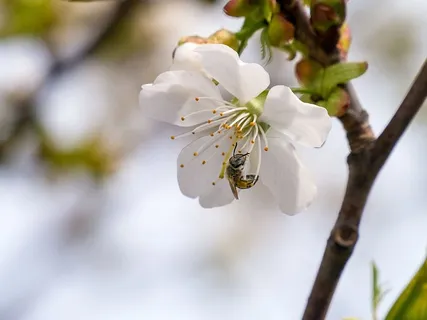 被蜜蜂授粉的海棠的白色花朵。 被蜜蜂授粉的海棠的白色花朵。