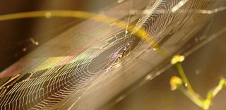 自然、哥伦比亚、in、特写、选择性聚焦、无人、室内、白天