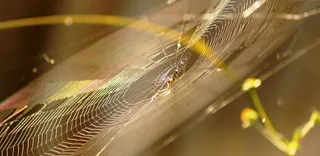 自然、哥伦比亚、in、特写、选择性聚焦、无人、室内、白天