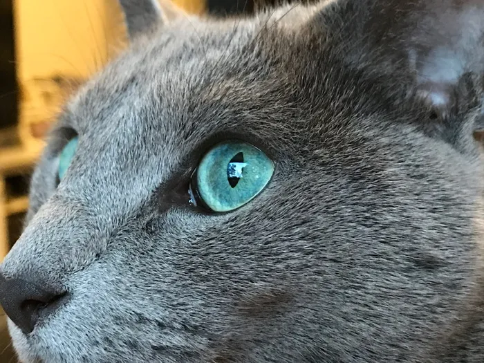 特写，俄语，蓝色，猫，俄语蓝色，灰色，文森特·麦克白，蓝眼睛