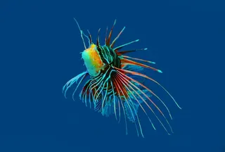 绿色、橙色、蓝色、扇尾鱼、珊瑚、珊瑚礁、鱼、海