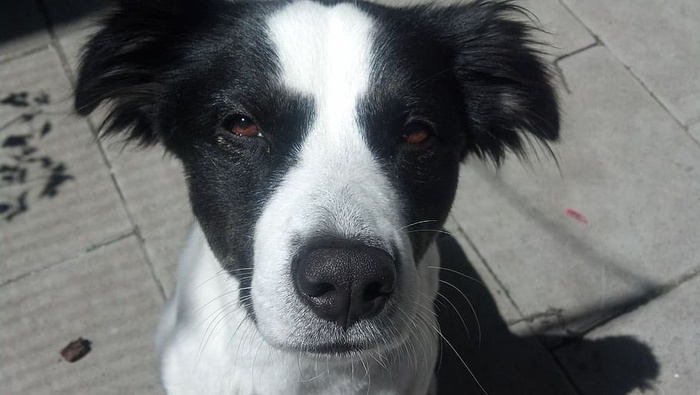 动物，肖像，狗头，狗，寄宿者，寄宿牧羊犬，看着相机，宠物