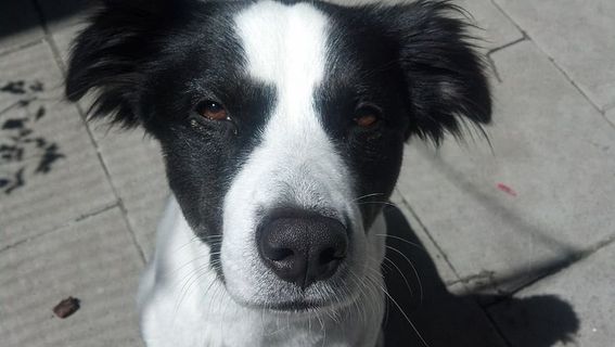 动物，肖像，狗头，狗，寄宿者，寄宿牧羊犬，看着相机，宠物