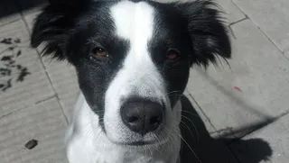 动物，肖像，狗头，狗，寄宿者，寄宿牧羊犬，看着相机，宠物