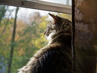 棕色, 虎斑, 猫, 窗口, 动物, 猫, 宠物, 宠物