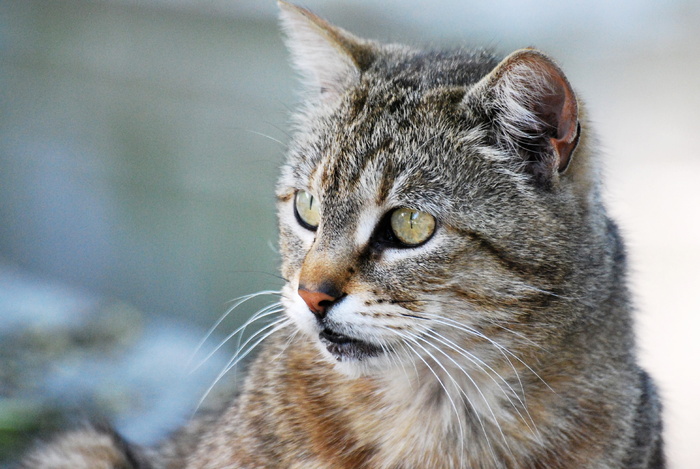 猫，动物，宠物，头，动物肖像，小猫，动物世界，巴黎