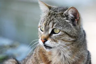 猫，动物，宠物，头，动物肖像，小猫，动物世界，巴黎