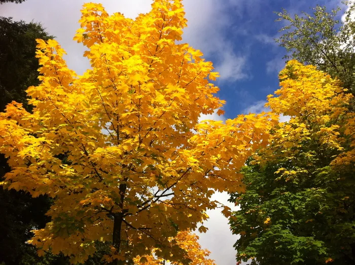 acer speudoplatanus，枫树，欧洲街道大道和公园树，秋天的颜色，秋天，植物，树，自然之美